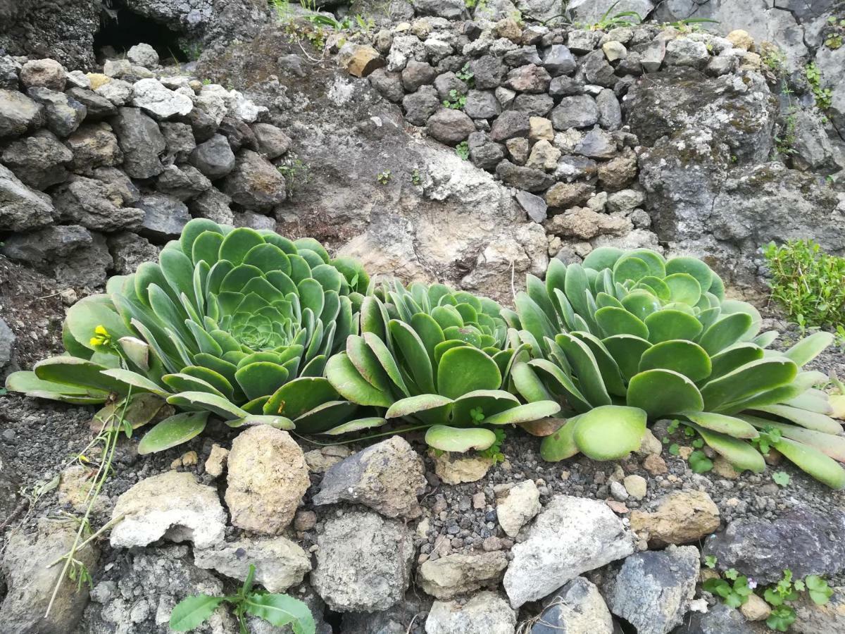 Casas Rurales Los Guinderos Icod De Los Vinos Esterno foto